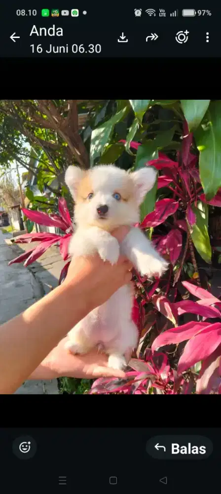 Puppy betina welsh corgy