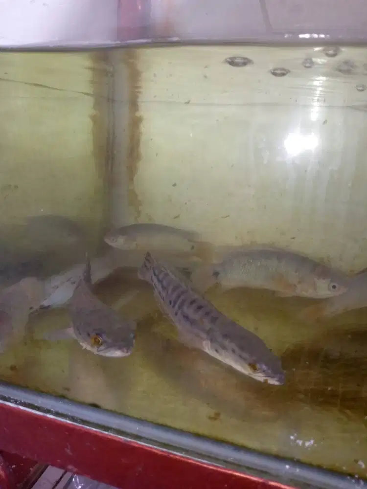 Ikan Channa Toman Tomang Betutu Betok