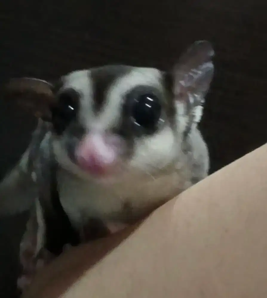 SUGAR GLIDER CLASSIC GRAY JANTAN