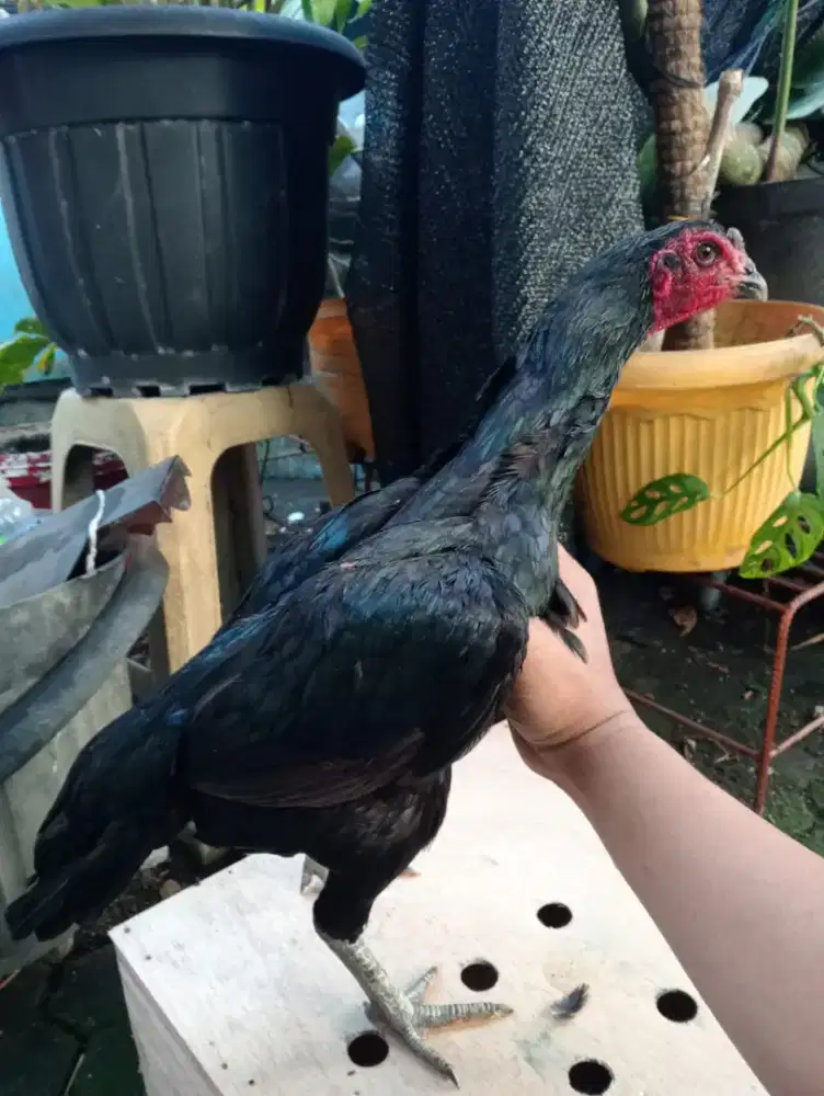 Betina ganoi Silangan mangon