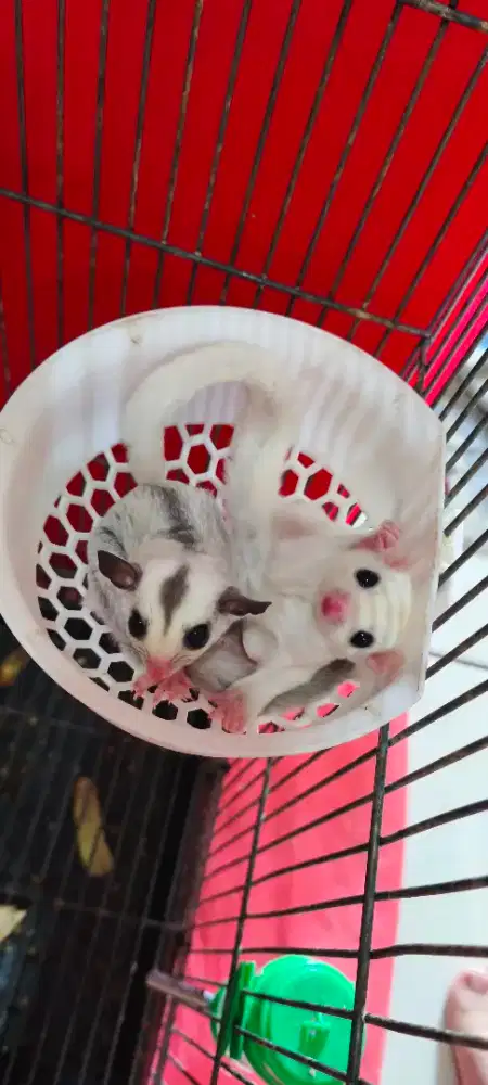 Joey Baby Sugar Glider