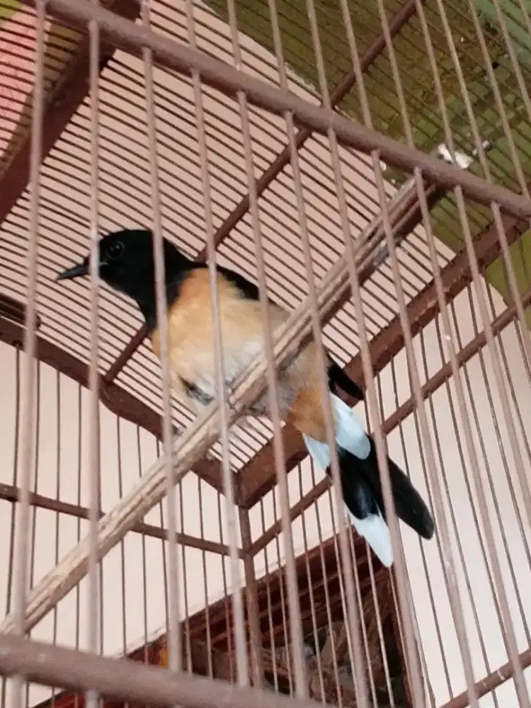 Murai seri f lepas trotol dokor.