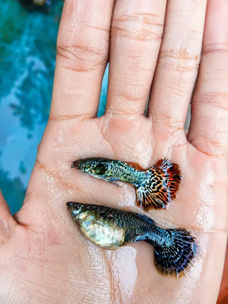 Guppy indukan dan size M+