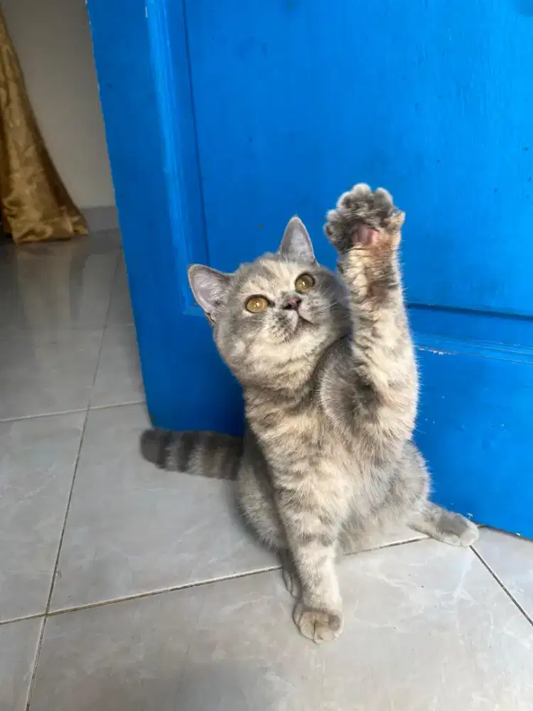 Kucing BSH Betina 5 Bulan