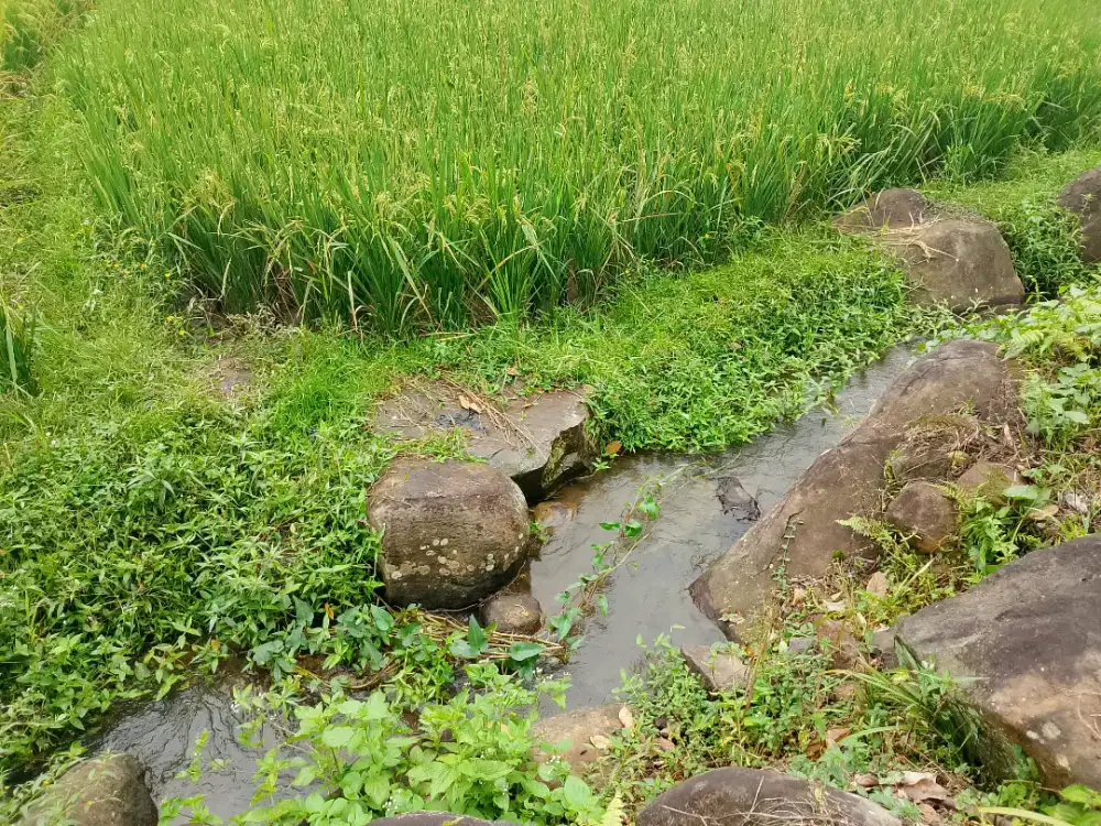 Dijual lahan kebun produktif view bagus.luas 1200m