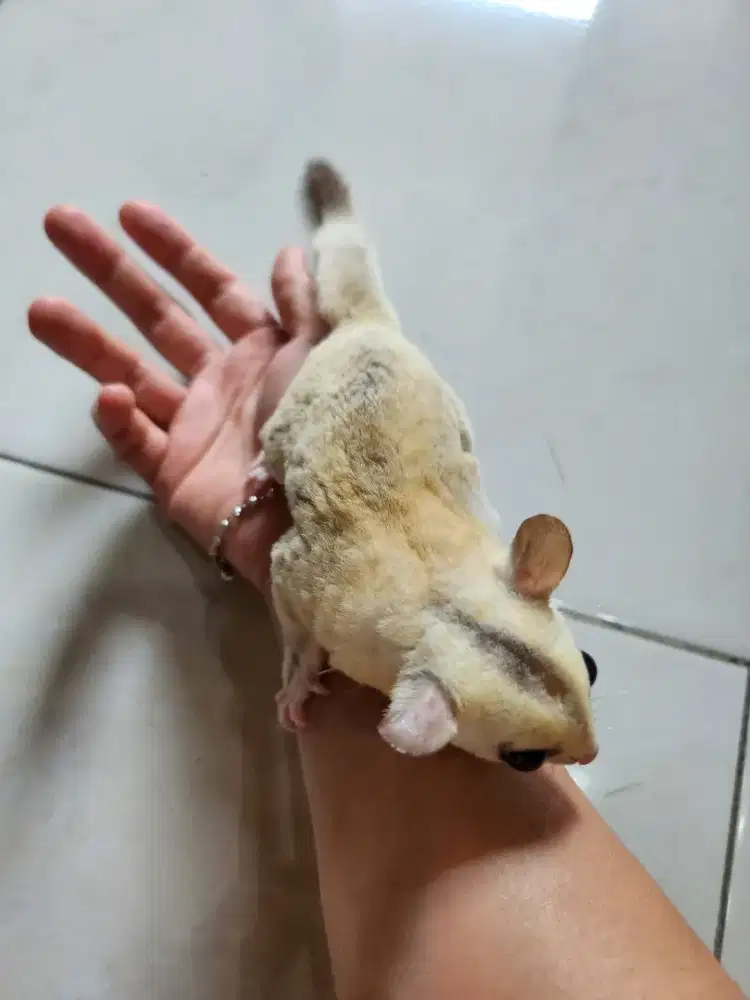 SEPASANG SUGAR GLIDER FREE KANDANG