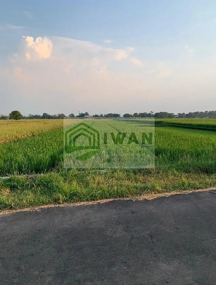 Tanah Sawah Luas & Murah Strategis Hadap Jalan Aspal