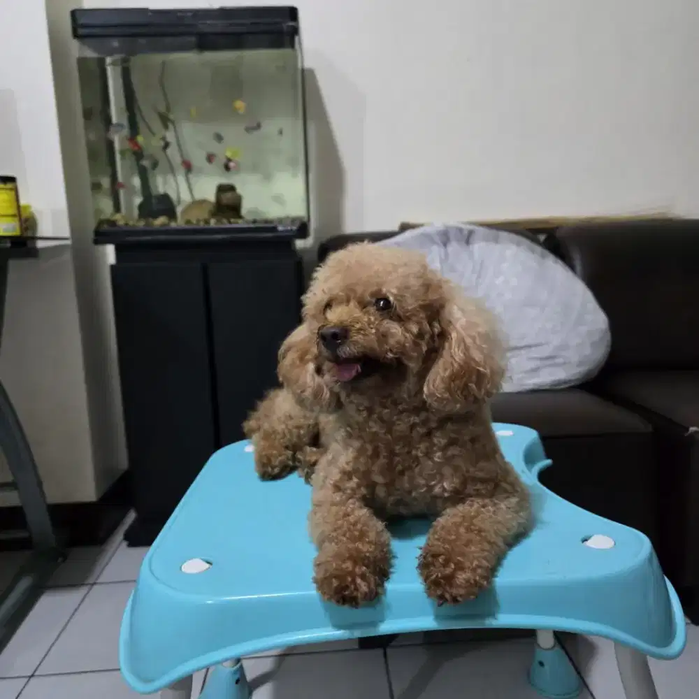 Calon Indukan POODLE kualitas istimewa