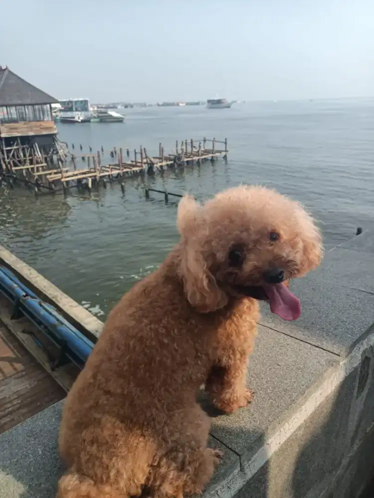 Anjing Poodle Betina Indukan usia 5 bln