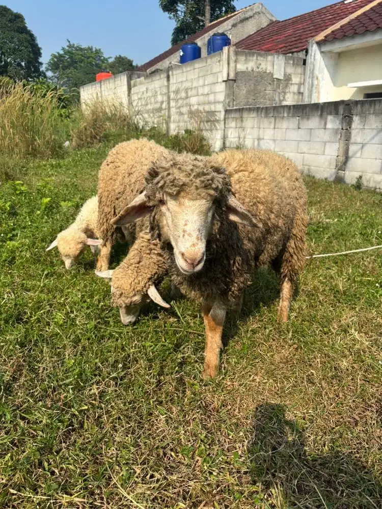 Merino Betina 10 bulan