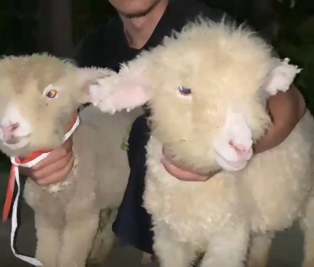 Merino Boneka Hidup