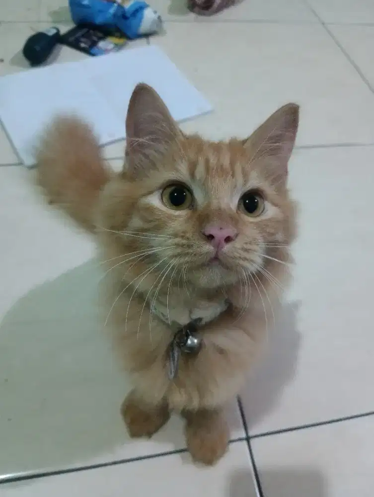 Open adopt persia