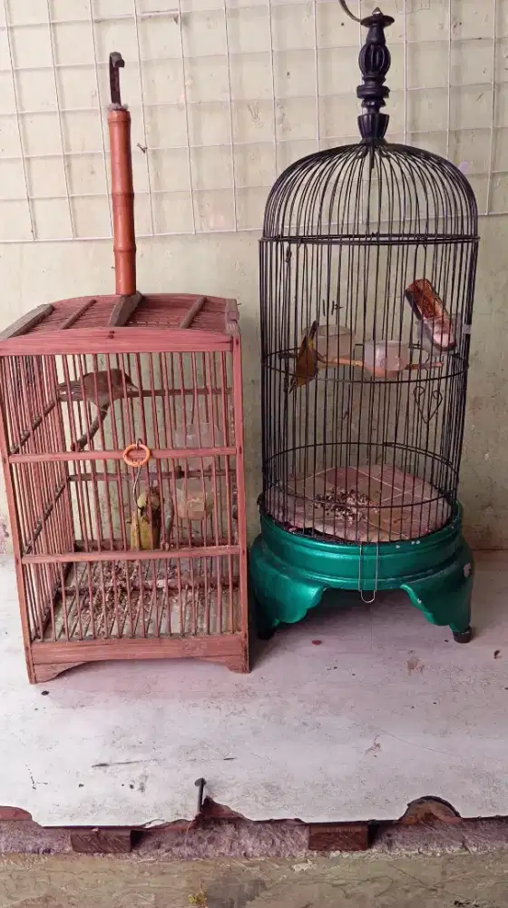 2 burung plus kurung na
