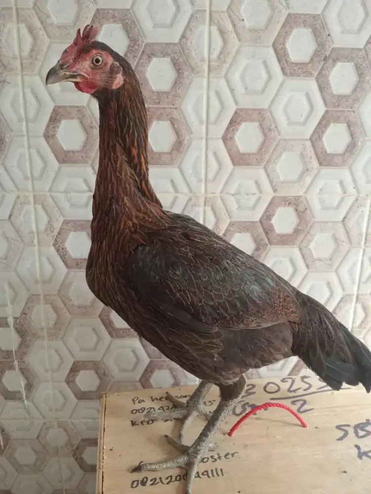 Ayam Betina pamangon trah bulbi batik