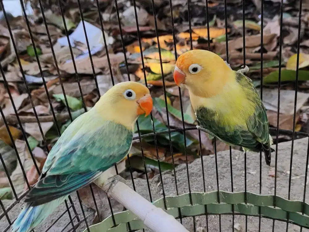 Burung Lovebird Terindah
