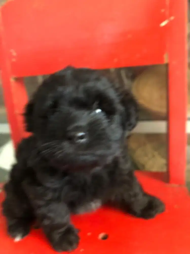 Poodle gemoy lucu cantik