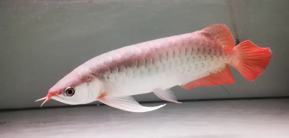 Super red arwana 33cm up