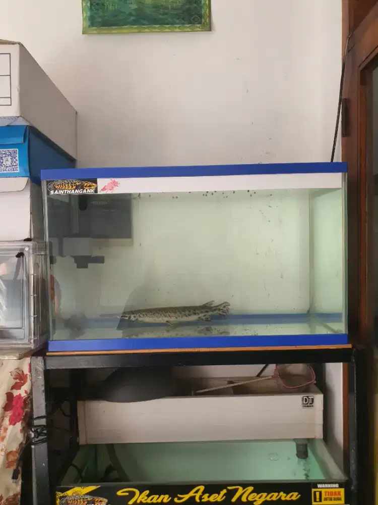 Akuarium pajang 60 cm