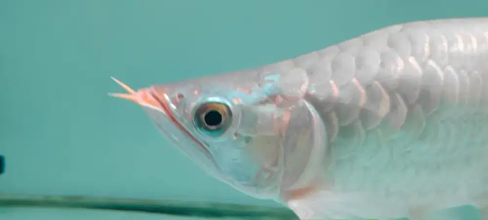 Operasi ikan arwana