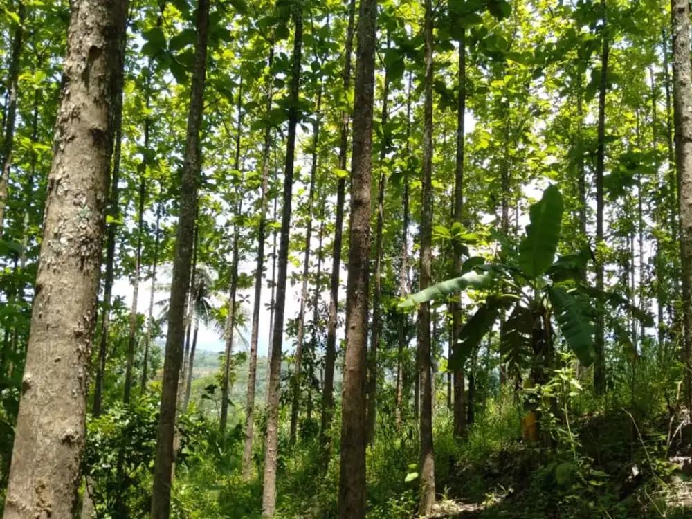 DIJUAL KEBUN JATI PRODUKTIF – KAB. SUKABUMI