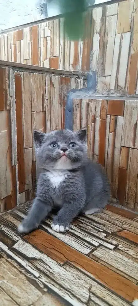Kucing BSH jantan dan betina