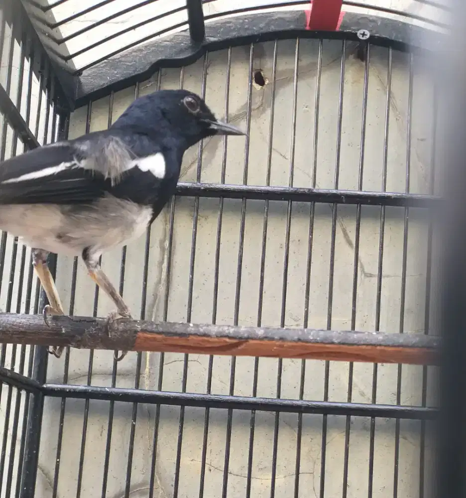 Burung kacer jabar
