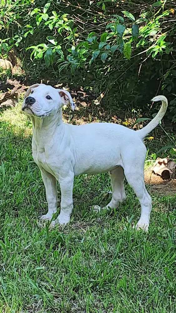 Puppy Pitbull Jantan Cakep