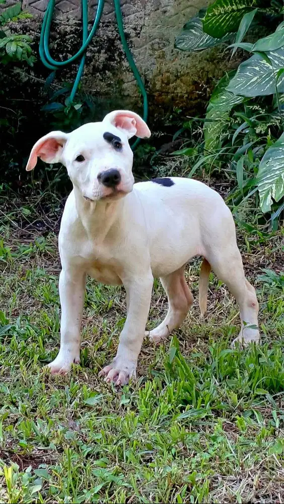 Anakan Pitbull Betina