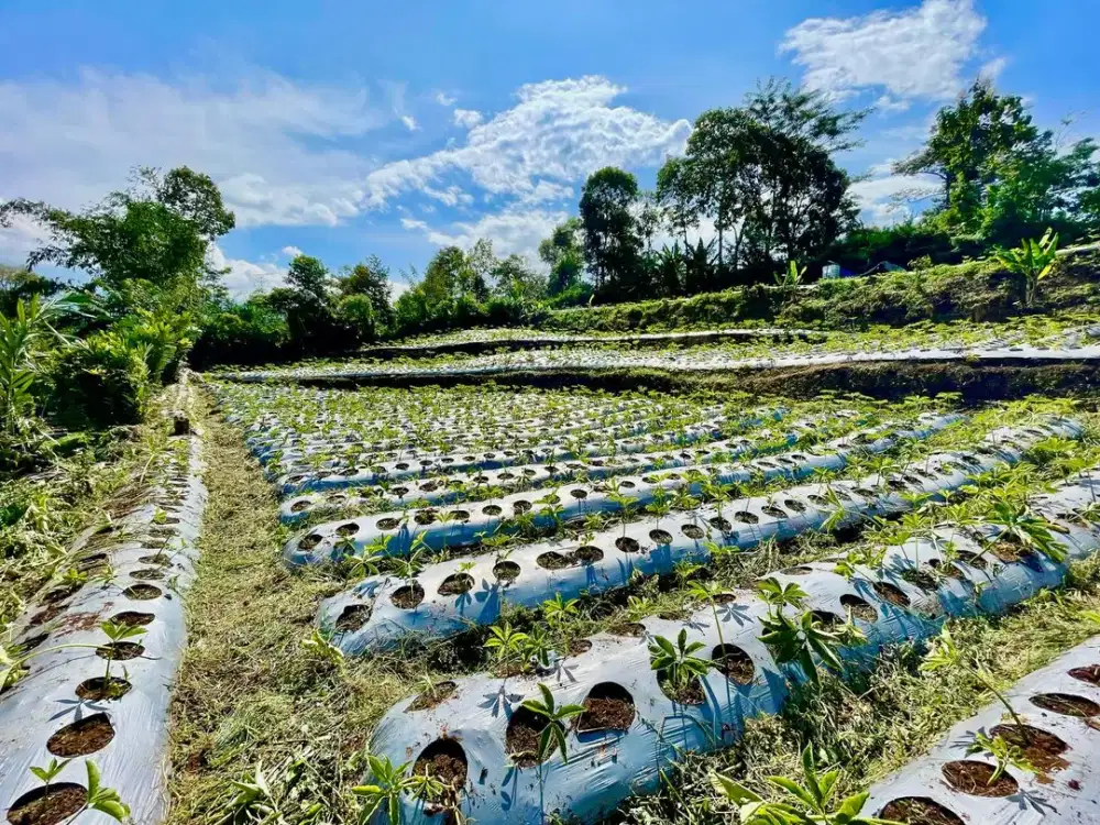 DIJUAL Lahan Pertanian Strategis Dekat Pusat Kota Malang dan Batu Cocok untuk Bercocok Tanam Jeruk Sudah Ada Pengairan Sumur Di Jalan Dieng Atas