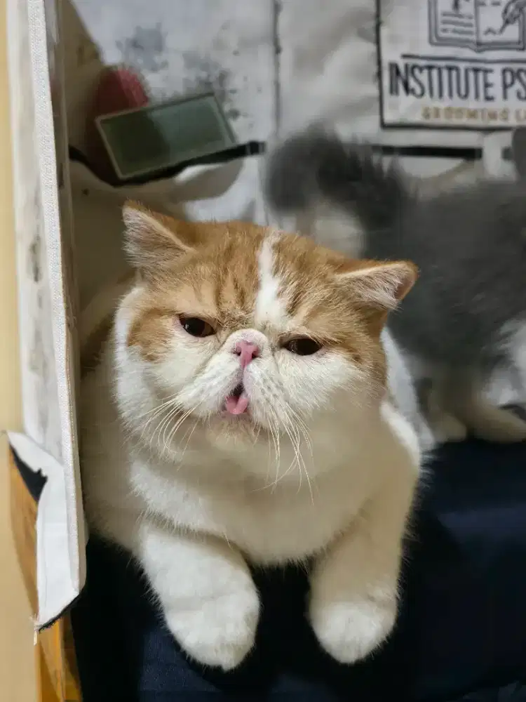Exotic shorthair jantan