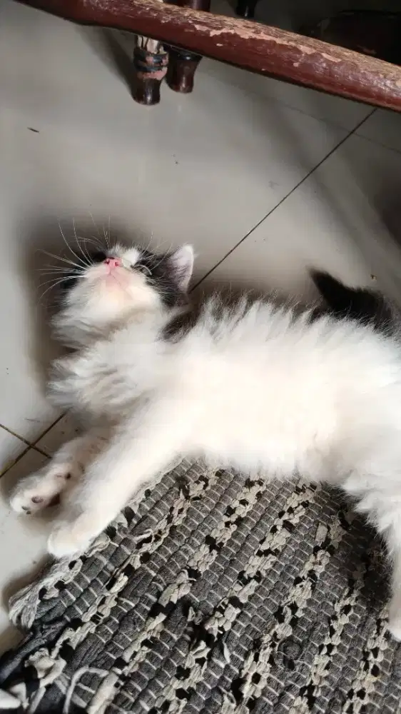 Open Adopsi Kitten Jangan Persia