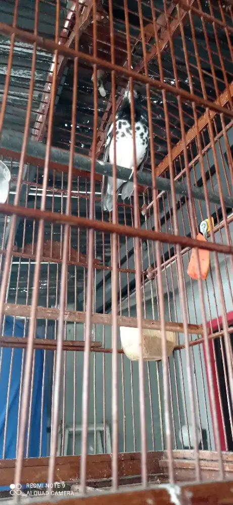 JUAL ANIS KEMBANG JANTAN