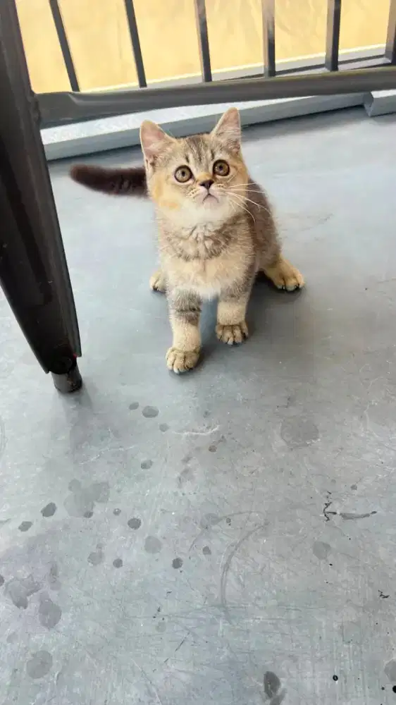 Bsh golden jantan 3 bulan