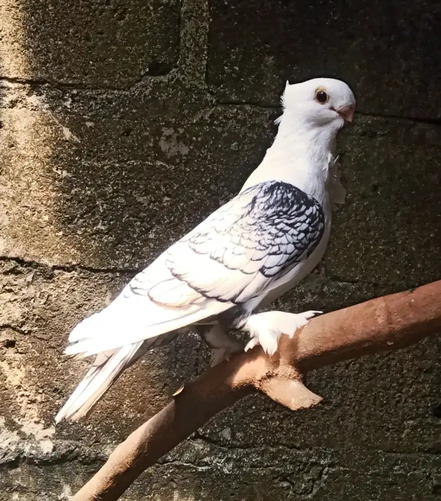 MERPATI SANTINET BONUS