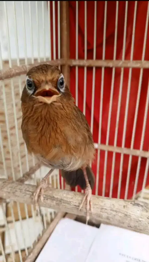Burung wambi jantan masih muda