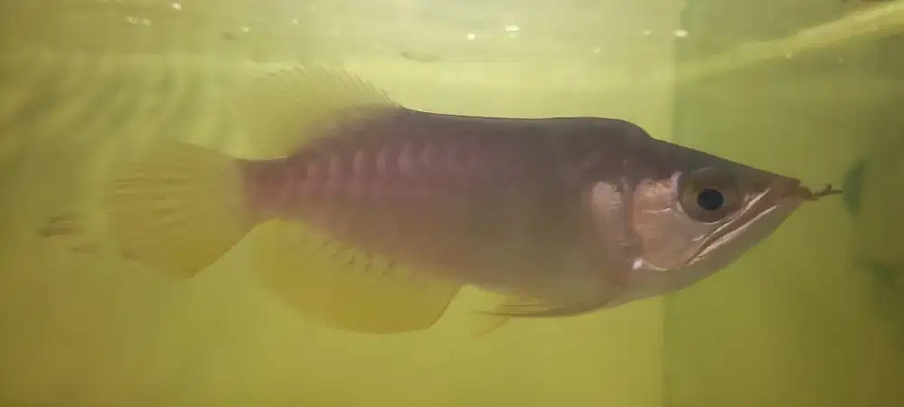 IKAN AROWANA KING GOLDEN