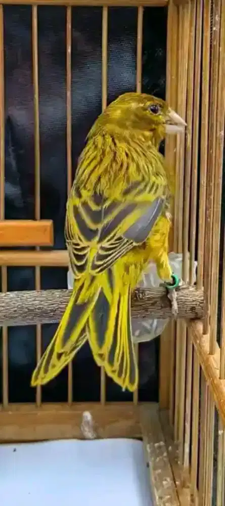 Burung kenari hijau botol gacor