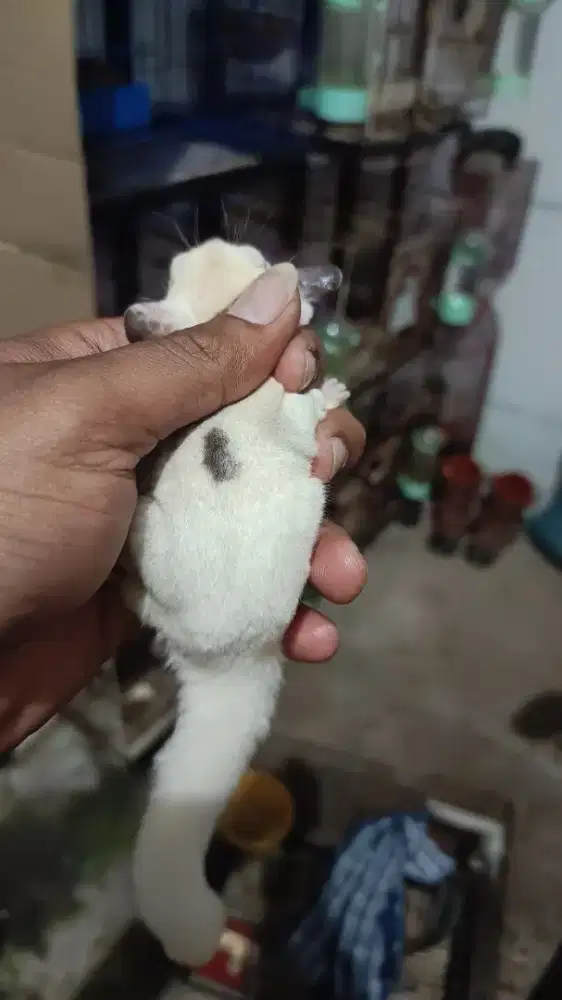 SUGAR GLIDER PIEDBALL