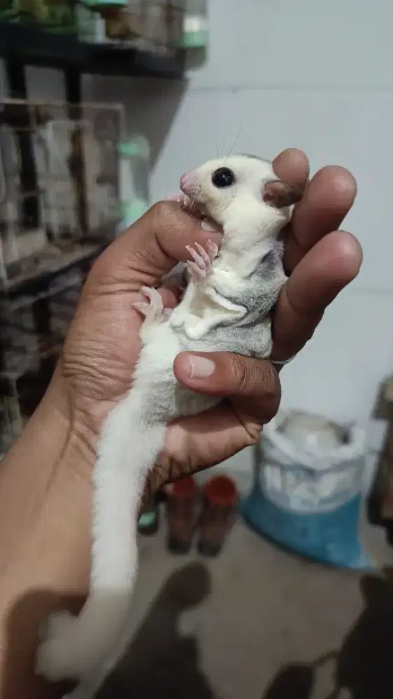 SUGAR GLIDER PLATINUM MOSAIC