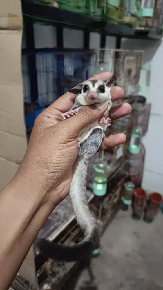 SUGAR GLIDER WHITEFACE HET CREAMINO