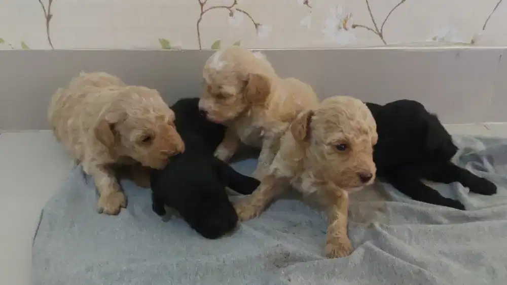 TOY POODLE VAKSIN