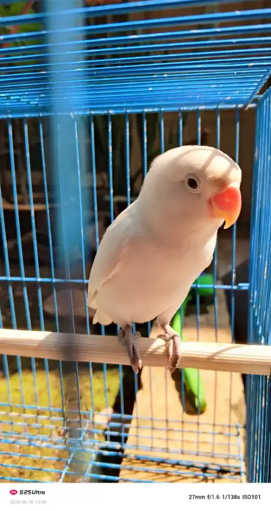 Lovebird albino MH jantan