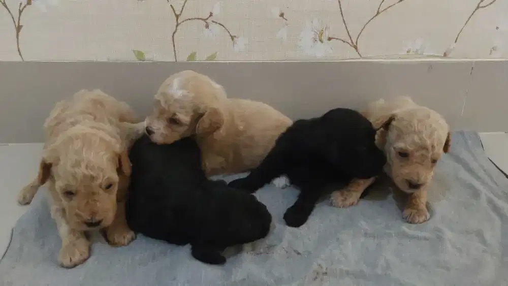 BABY TOY POODLE ECER & BORONGAN