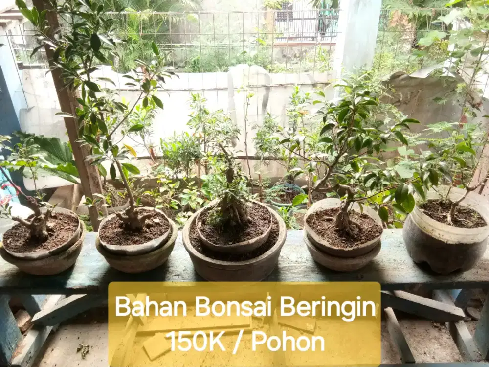 Bahan Bonsai Asem, Waru, Beringin