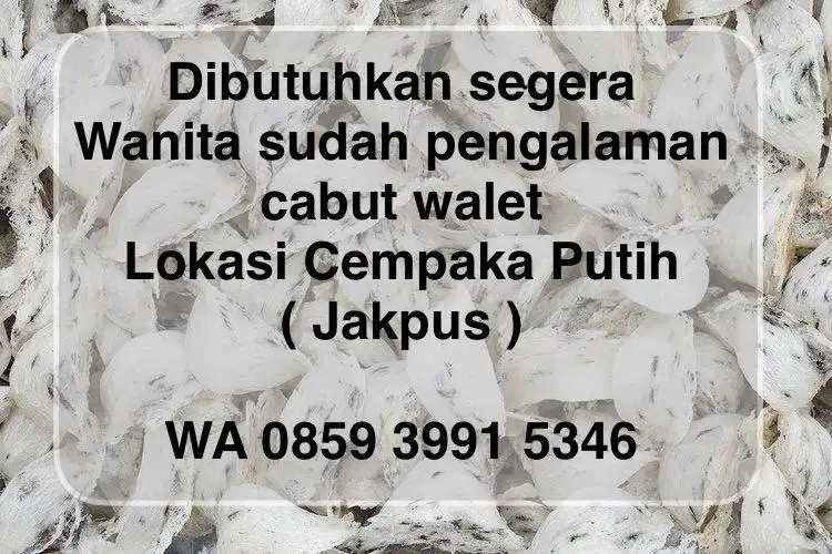 Lowongan kerja cabut walet