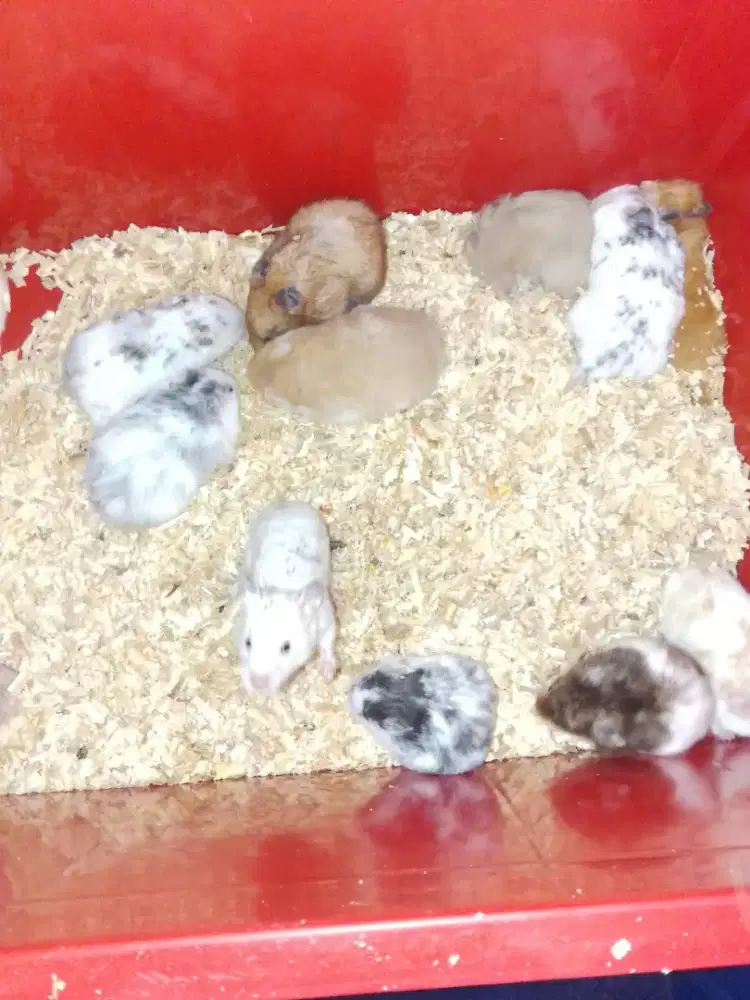 Jual indukan hamster