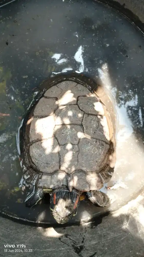 kura kura brazil