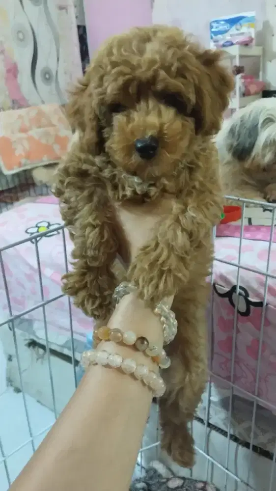 Toy Poodle Betina