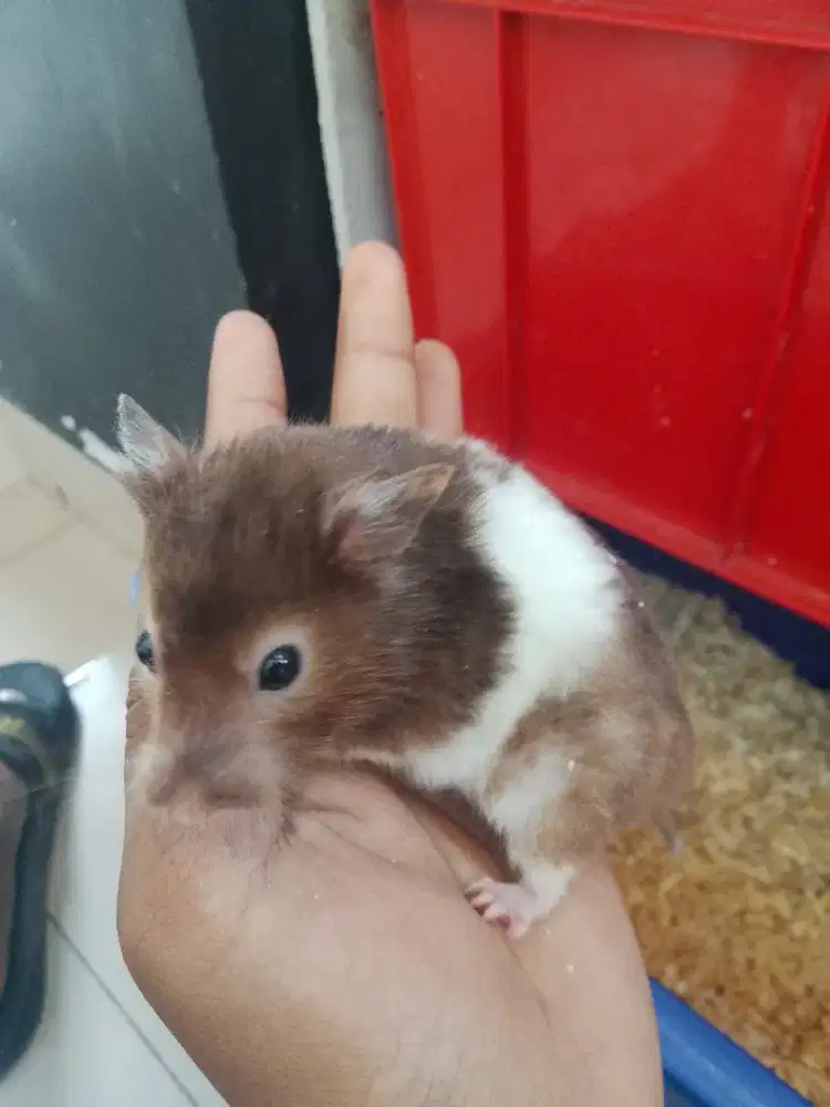 Jual hamster indukan