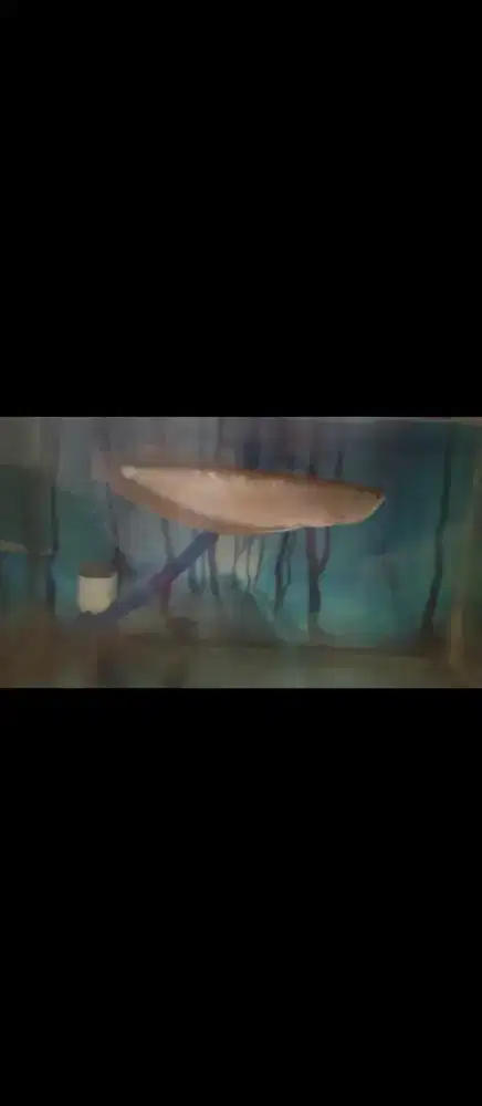 ikan arwana brazil silver red + aquarium